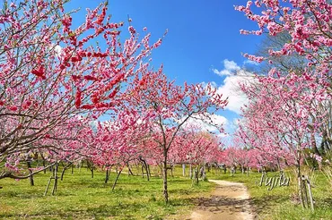 茨城「古河桃まつり」の絶景５選！日本一の花桃名所でお花見 