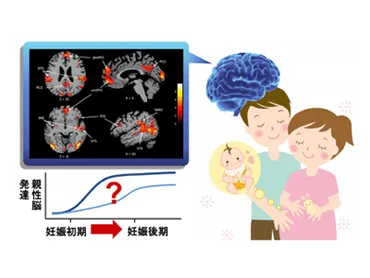 妊娠初期から発達する父親の親性脳の活動パターンに個人差があることを発見－京大ほか 