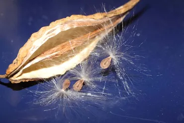 ガガイモ観察の魅力とは？ガガイモの生態や育て方、ケサランパサランとの関係性も解説？ガガイモの世界：観察、成長、多様性、栽培、そして広がる魅力