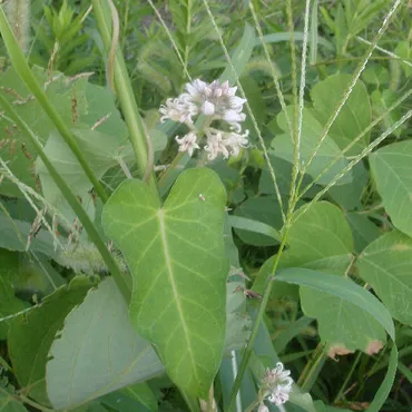 ガガイモ(蘿摩)