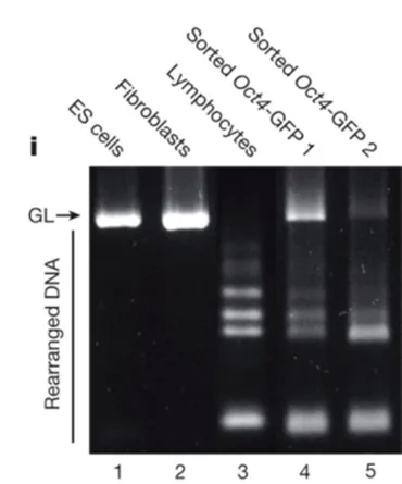 続・STAP細胞が映し出すもの――「科学」と「社会」の関係/八代嘉美 