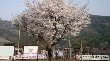 与謝野町の桜プロジェクトとは？地域を彩る「百商一気」の挑戦！桜咲く与謝野町、地域活性化への挑戦