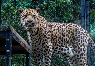 君子は豹変す。大人は虎変す。の意味って？当たるも八卦の易経話