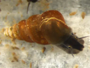 ミヤイリガイと日本住血吸虫症：忘れられた脅威と、西表島の新種発見？日本住血吸虫症とミヤイリガイ：過去から現在、そして未来へ