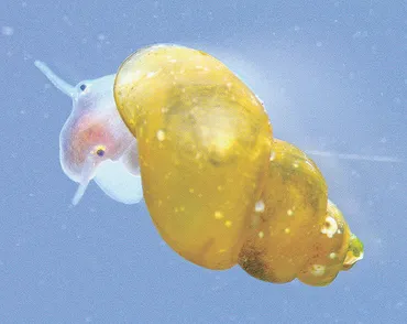 西表島でミヤイリガイ新亜種発見