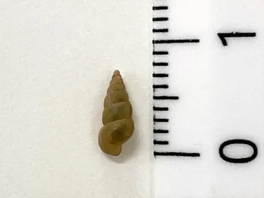 こんな病気が日本にあったのか…嫁ぐ時は「棺おけを背負って」と言われるほど恐れられた「死の貝」 : 読売新聞