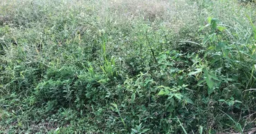 草刈りからはじめる土地と信用〜 現場で学んだ田舎流 ...