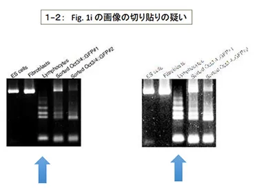 STOP the STAP! 理研調査委が不正を認定 