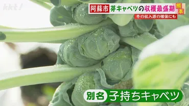 くせになる味｣阿蘇市で芽キャベツの収穫が最盛期（2024年1月31日掲載）