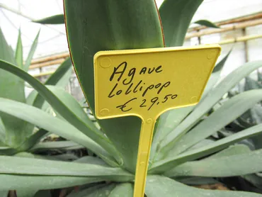 プロが解説】その植物、買って大丈夫？売って？知っておきたい植物の売り買いルール