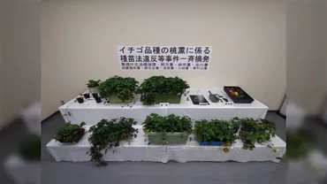 フリマサイトで勝手に販売されていた登録品種のイチゴの苗を警視庁が一斉摘発へ→農林水産省「農業全体に悪影響」