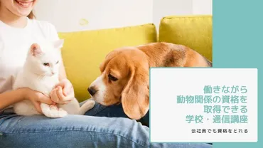 働きながら動物関係の資格を取得できる学校・通信講座おすすめ選トリマーやペットシッター