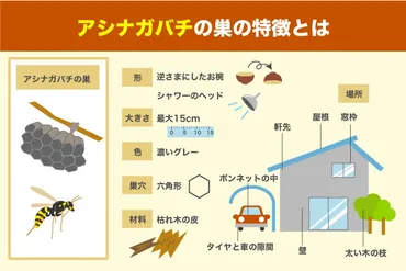 アシナガバチの巣の駆除方法とは?毒性や危険性についても解説
