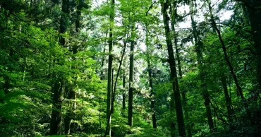 緑や花の癒やし効果を科学的に解明!ストレスケアに有効な「自然セラピー」とは