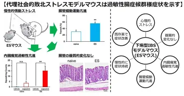 精神的ストレスと心身への影響とは？腸と脳の最新研究から見えるものとは？うつ病、IBS、神経新生、腸内環境… 精神的ストレスが及ぼす多様な影響とは