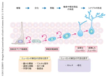 阻害タンパク質は成体の海馬におけるニューロンの新生を神経活動に依存して制御しているライフサイエンス新着論文レビュー