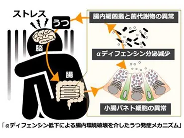 心理的ストレスが腸内細菌を攪乱するメカニズムを解明-北大