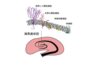 ストレスが続くとストレスに弱くなる