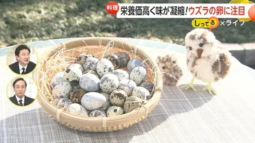 ウズラの卵の秘密：栄養価と安全な食べ方！(学校給食、窒息事故、栄養満点？)ウズラの卵：栄養価、調理法、そして食の安全について