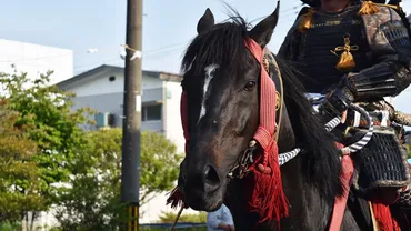 相馬野馬追観戦レポート～伝統を未来につなぐ～