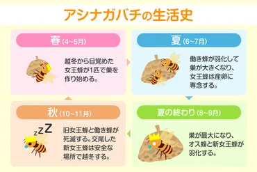 アシナガバチは生態を知れば怖くない!危険性を知って被害に遭う前に対処する方法