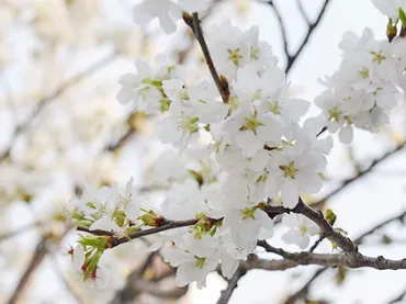 桜🌸の多様性と文化：日本の心を彩る桜の魅力とは？桜の種類、歴史、文化、そして日本人の心
