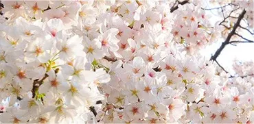 豊島区が発祥の美しい桜ソメイヨシノのふるさと
