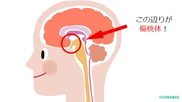 HSC(Highly Sensitive Child)とは？特徴や親の関わり方を解説？HSC(Highly Sensitive Child)の理解を深める