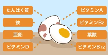 うずらの卵の栄養成分
